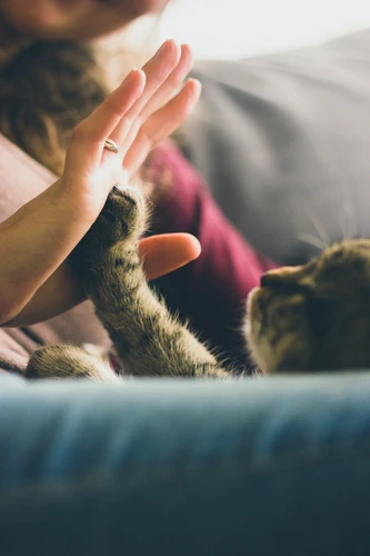 Emergency veterinary care for a dog